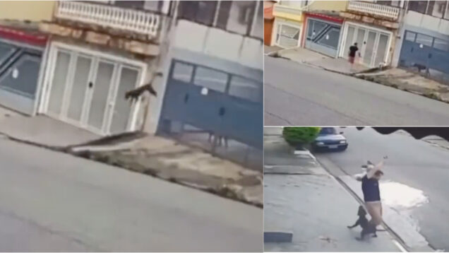 Cão salta portão de 3 metros e tenta atacar outro cão de menor tamanho durante passeio