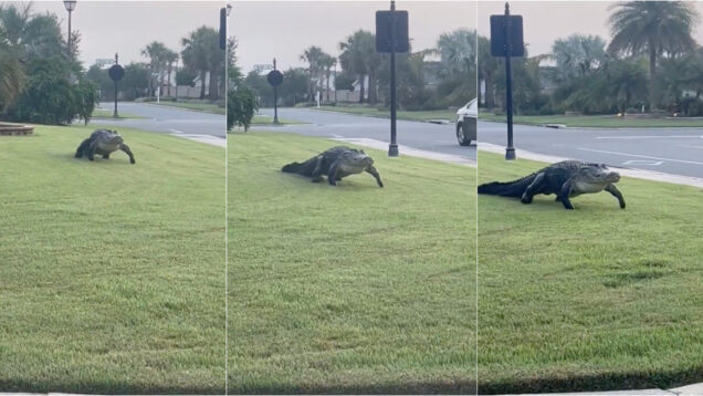 Cocodrilo dá passeio descontraído num jardim e assusta vizinhança na Florida