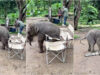 Cria de elefante tenta sentar-se em cadeira e derrete a Internet com tentativas desajeitadas