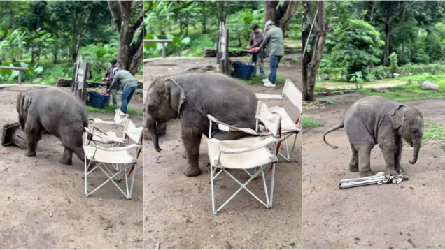 Cria de elefante tenta sentar-se em cadeira e derrete a Internet com tentativas desajeitadas