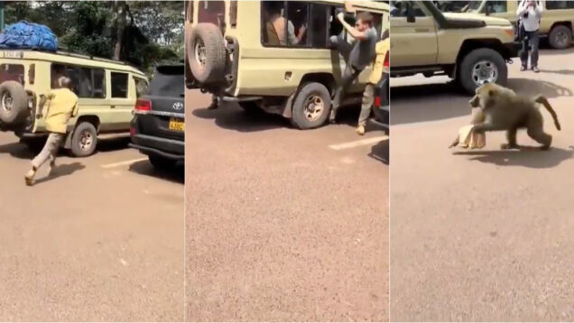 Deixaram janelas abertas no safari e o resultado foi previsível