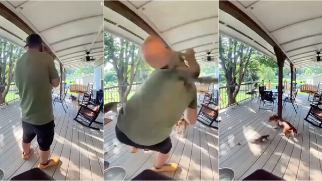 Esquilo enfurecido ataca homem e cão num surto de violência inesperado