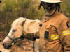 GNR salva cavalo perdido durante incêndio em Ponte da Barca