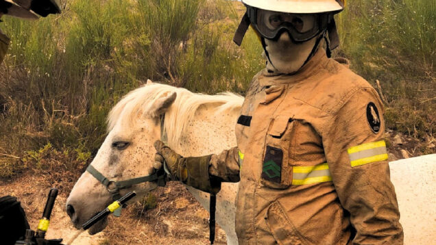 GNR salva cavalo perdido durante incêndio em Ponte da Barca