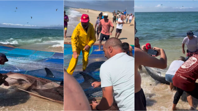 Golfinhos presos em rede de xávega salvos por pescadores na Praia da Leirosa