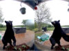 O urso mais educado do mundo tocou à campainha antes de ver se estava alguém em casa