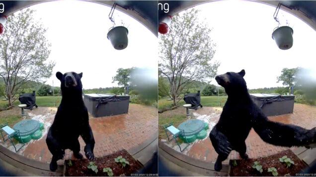 O urso mais educado do mundo tocou à campainha antes de ver se estava alguém em casa