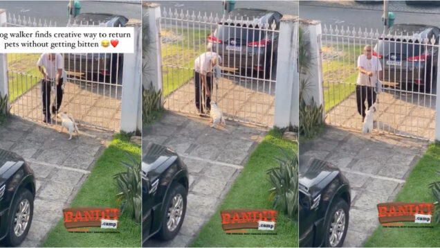 Passeador de cães encontra uma maneira criativa de devolver o cão sem ser mordido