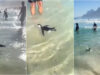 Pinguin surpreende e entretem banhistas numa praia no Rio de Janeiro