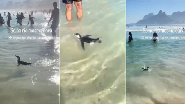 Pinguin surpreende e entretem banhistas numa praia no Rio de Janeiro