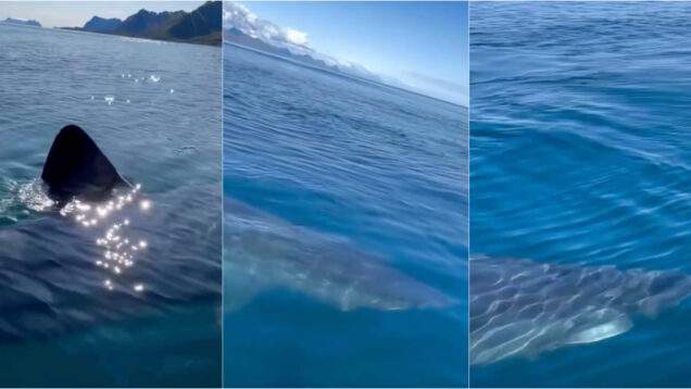 pescador regista encontro próximo com tubarão branco na Noruega