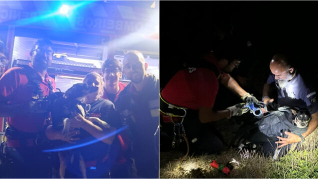 Autoridade Marítima e Bombeiros resgatam cão de arriba em Peniche