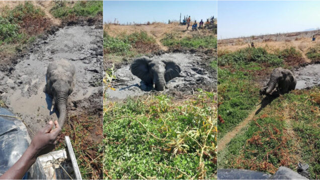 Elefante fica preso na lama por 2 dias e é salvo após operação de 8 horas