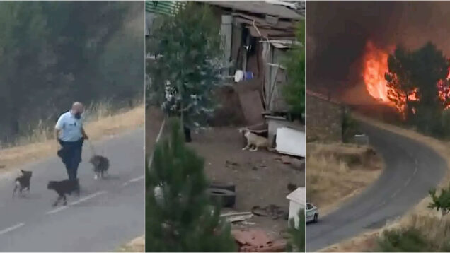 Elementos da GNR resgatam cães em pleno inferno das chamas na Pampilhosa da Serra