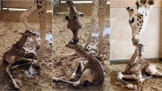 Girafa nasce no Badoca Park e reforça esperança de espécie ameaçada
