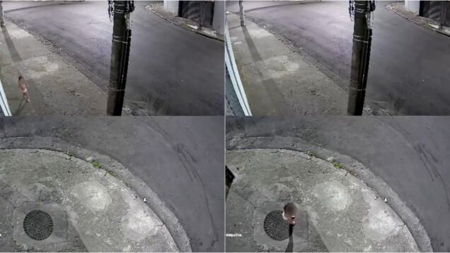 Menina de 3 anos filmada sozinha na rua a chamar pela mãe que foi a um baile funk