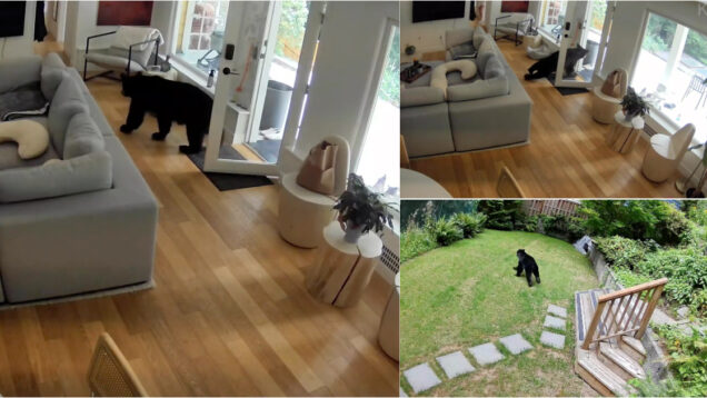 Miniguarda costas de quatro patas afugenta urso intruso de casa até à porta da rua