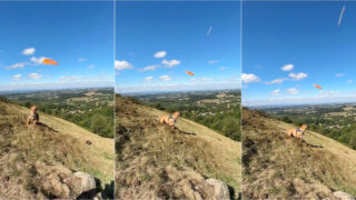 OVNI surge inesperadamente enquanto homem filmava o cão a brincar