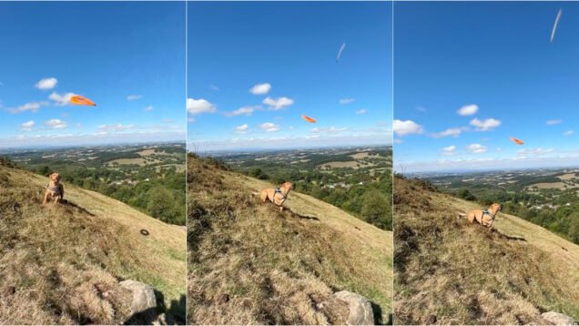 OVNI surge inesperadamente enquanto homem filmava o cão a brincar