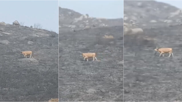 Vaca chama por outras entre as cinzas após incêndio na Serra Amarela (Gerês)