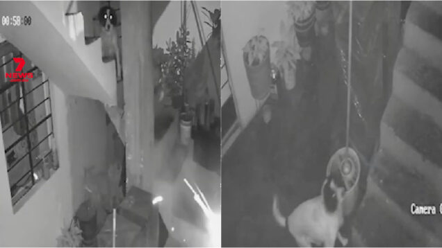 Cadela enfrentou um explosivo para salvar a família