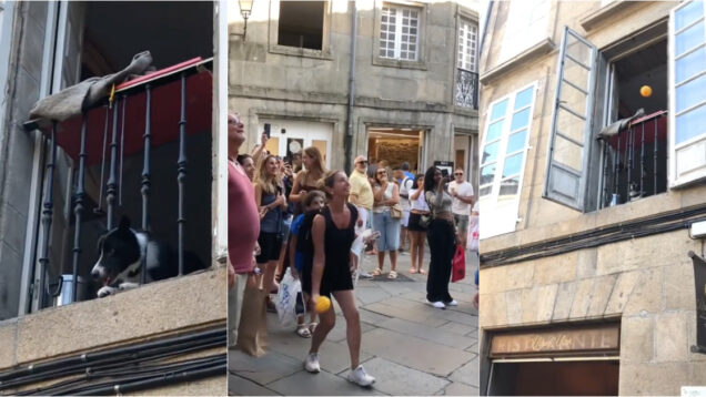 Cão brincalhão transforma-se em atração turística nas ruas de Santiago de Compostela