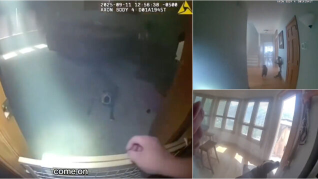 Cão resgatado de incêndio ajuda polícia a encontrar a própria trela