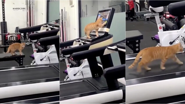 Gato fã de ginásio surpreende ao ligar passadeira e começar a correr