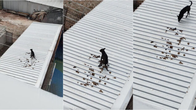 O caso do cão que escolheu um telhado branco para ser a sua casa de banho particular