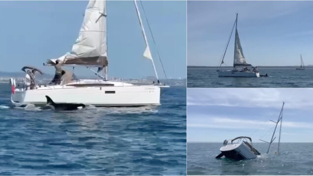 Orcas atacam e fazem veleiro afundar ao largo da Costa da Caparica