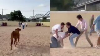 Paulo Núncio foi colhido por bezerro durante garraiada do CDS