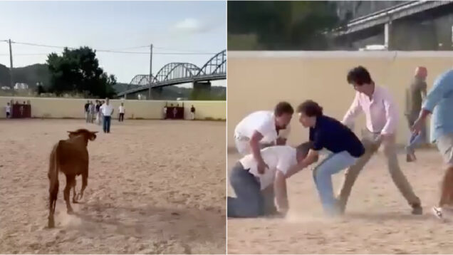 Paulo Núncio foi colhido por bezerro durante garraiada do CDS