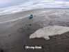 Praticantes de caiaque salvam baleia-beluga de 1500 kg encalhada no Alasca