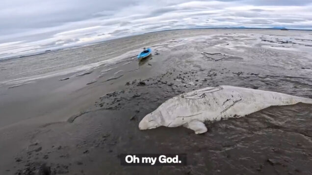 Praticantes de caiaque salvam baleia-beluga de 1500 kg encalhada no Alasca