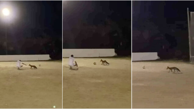 Raposa invade treino em Ponte de Lima e diverte jogadores ao brincar com a bola