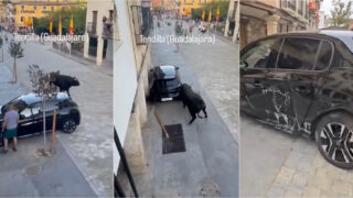 Touro enfurecido destrói carro durante garraiada em Espanha
