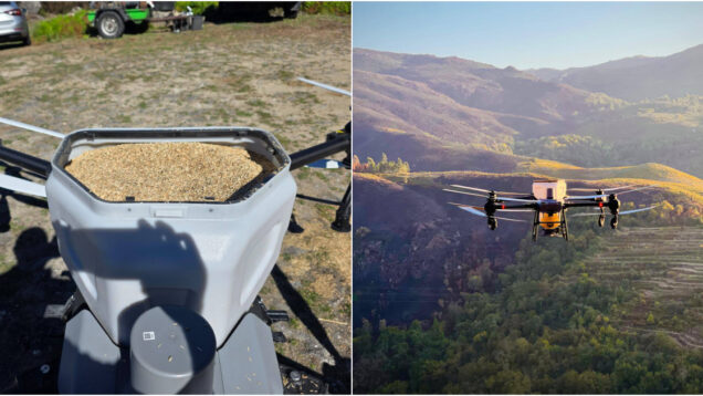 Chovem sementes no Gerês