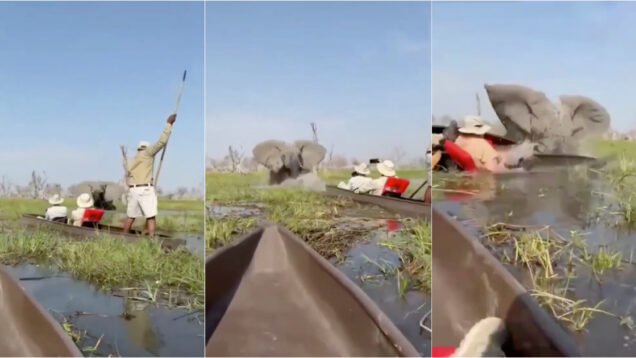 Elefanta vira canoa e ataca turistas durante passeio em rio no Botswana