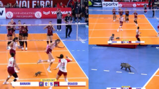 Gambá invadiu o campo em pleno jogo de voleibol deixou jogadoras apavoradas