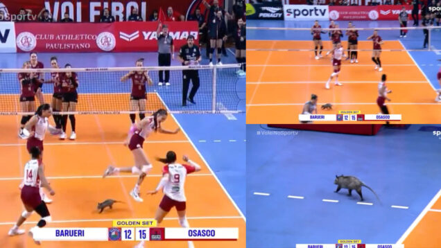 Gambá invadiu o campo em pleno jogo de voleibol deixou jogadoras apavoradas