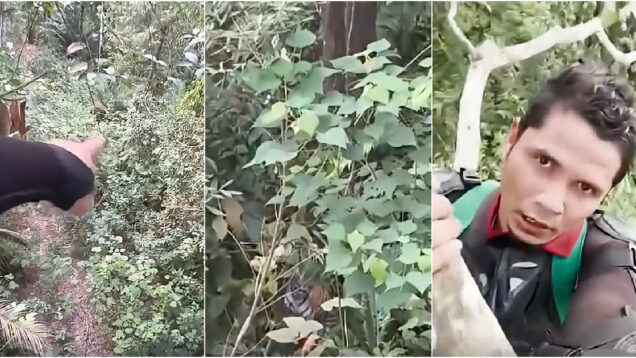 Influencer escapa a tigre ao refugiar-se no topo de uma árvore durante 4 horas