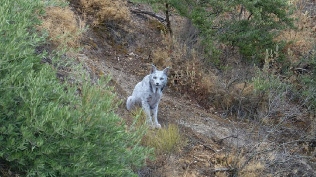 Jovem fotógrafo avistou o primeiro lince-ibérico leucístico na Península Ibérica