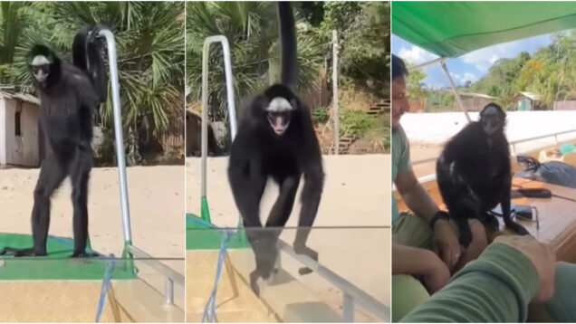 Macaco-aranha surpreende turistas ao subir em lancha durante passeio na Floresta Nacional do Tapajós