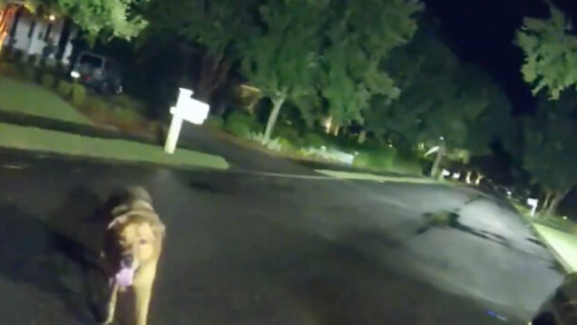 Polícia encontra dona desaparecida graças a cão herói