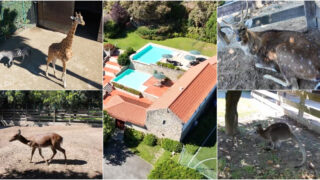 Visita guiada a uma quinta de Fernando Póvoas com mais de 300 animais