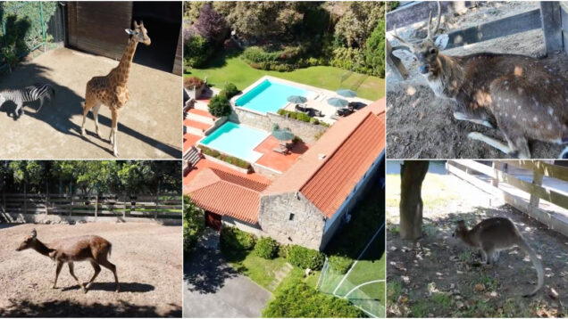 Visita guiada a uma quinta de Fernando Póvoas com mais de 300 animais