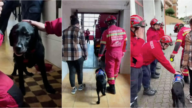 Cadela heroína dos bombeiros de São Pedro da Cova foi homenageada no último dia da sua vida
