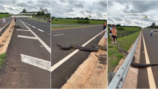 Condutores salvam anaconda de 5 metros de ser atropelada numa autoestrada no Brasil