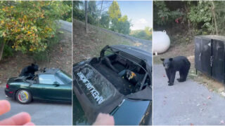 Dono de Mazda MX-5 apanha urso a “degustar” a capota do seu carro