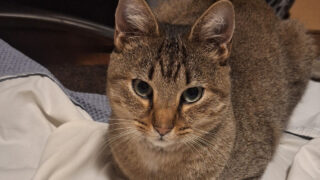 Gato desaparece no Porto e é encontrado em Braga quatro meses depois